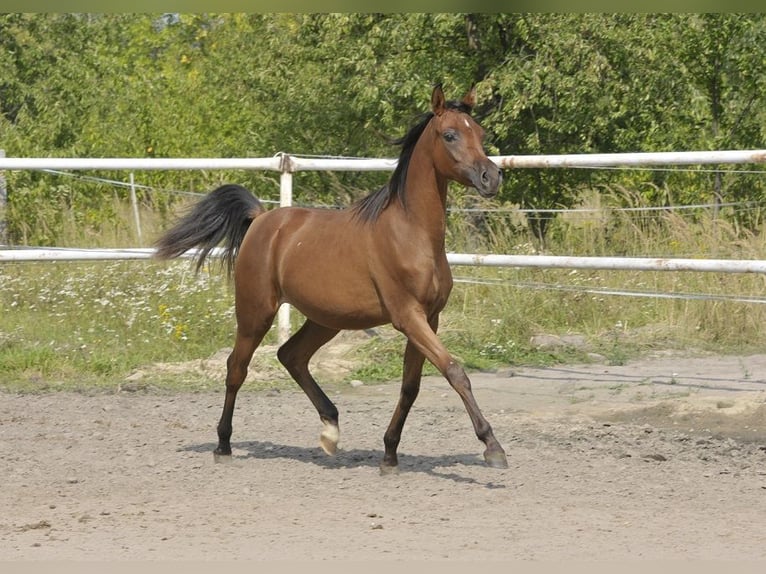 Arabian horses Mare 1 year Brown in Lodz