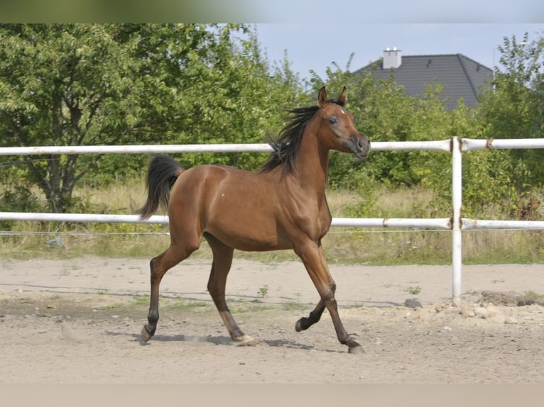 Arabian horses Mare 1 year Brown in Lodz