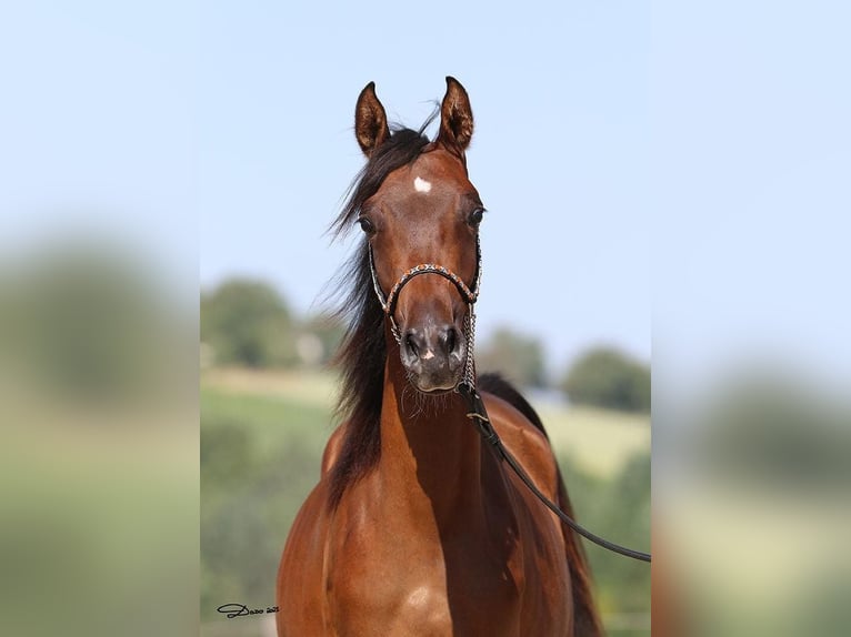 Arabian horses Mare 1 year Brown in Wallsee