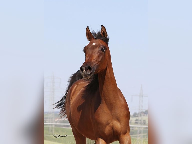 Arabian horses Mare 1 year Brown in Wallsee