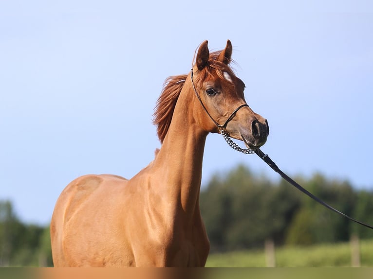 Arabian horses Mare 1 year Chestnut-Red in Bratoszewice