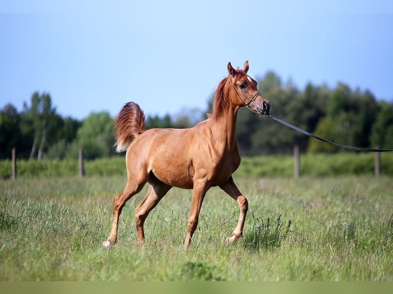 Arabian horses Mare 1 year Chestnut-Red in Bratoszewice