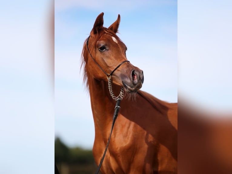 Arabian horses Mare 1 year Chestnut-Red in Stryków Arabian horses Mare 1 year Chestnut-Red in Stryków