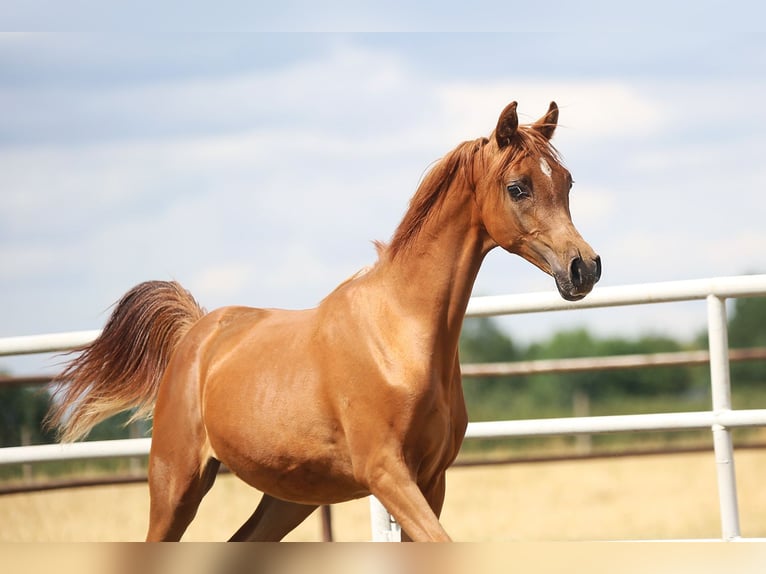 Arabian horses Mare 1 year Chestnut-Red in Stryk&#xF3;w