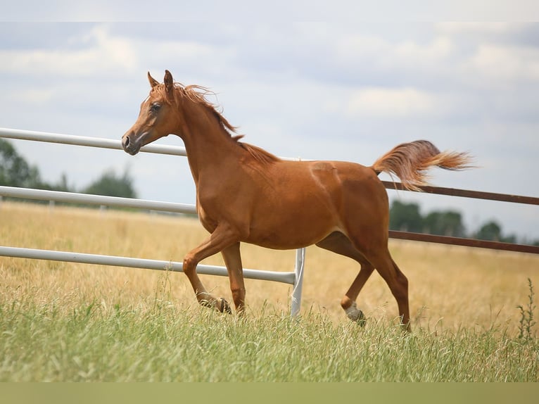 Arabian horses Mare 1 year Chestnut-Red in Stryk&#xF3;w