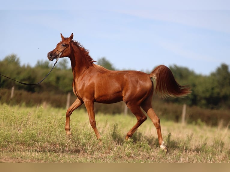 Arabian horses Mare 1 year Chestnut-Red in Stryk&#xF3;w