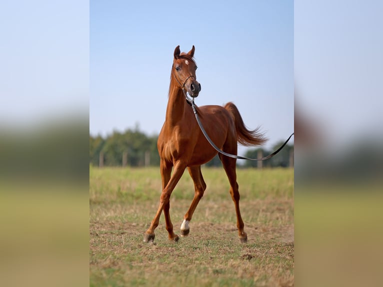 Arabian horses Mare 1 year Chestnut-Red in Stryk&#xF3;w