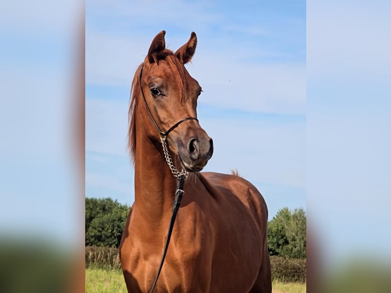 Arabian horses Mare 1 year Chestnut-Red in Stryk&#xF3;w