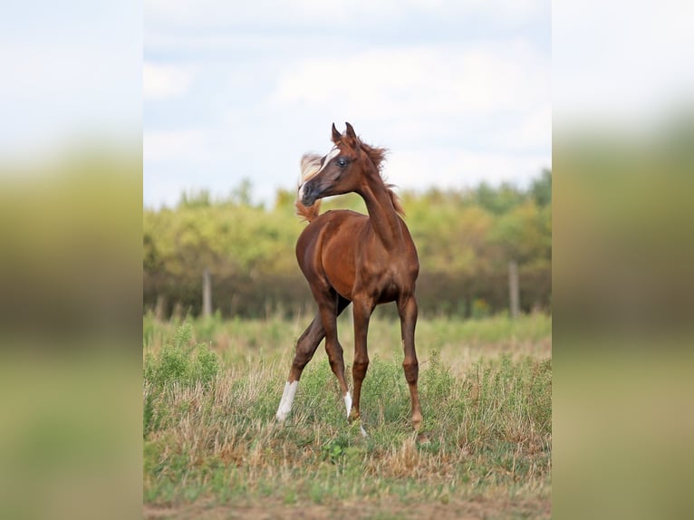 Arabian horses Mare 1 year Chestnut-Red in Stryków
