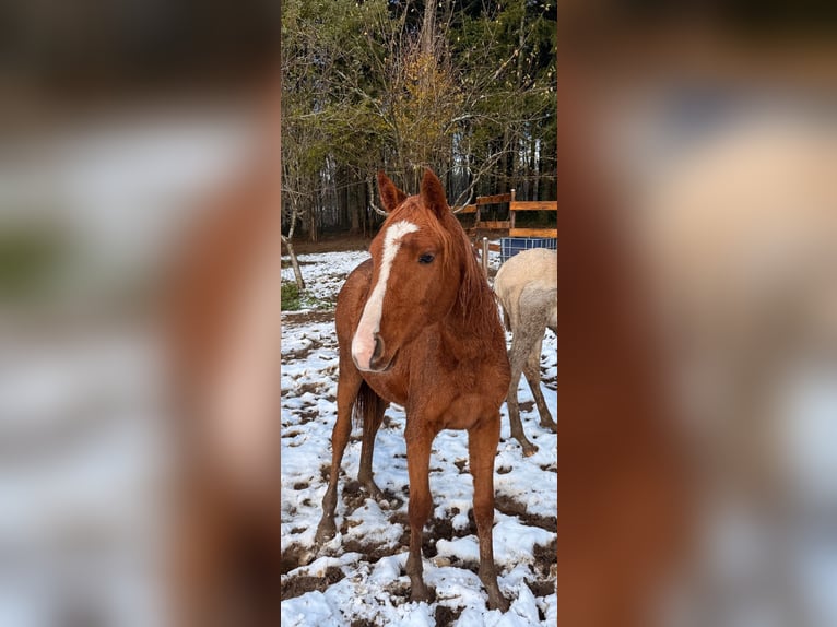 Arabian horses Mare 1 year Chestnut-Red in Durango