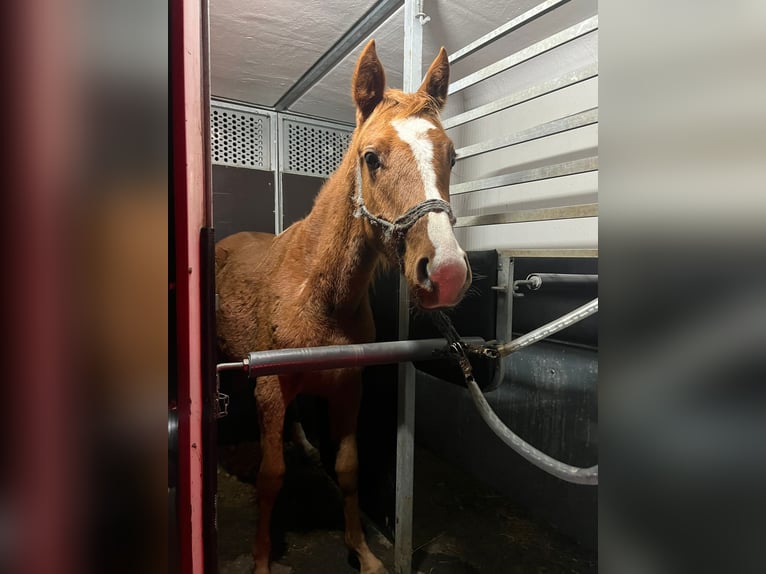 Arabian horses Mare 1 year Chestnut-Red in Durango