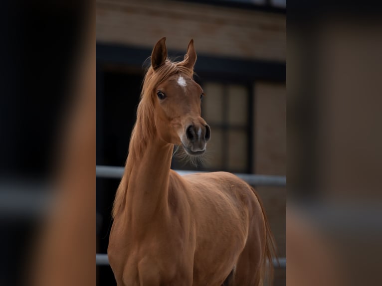 Arabian horses Mare 1 year Chestnut-Red in Przedb&#xF3;rz
