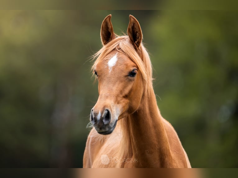 Arabian horses Mare 1 year Chestnut-Red in Przedb&#xF3;rz