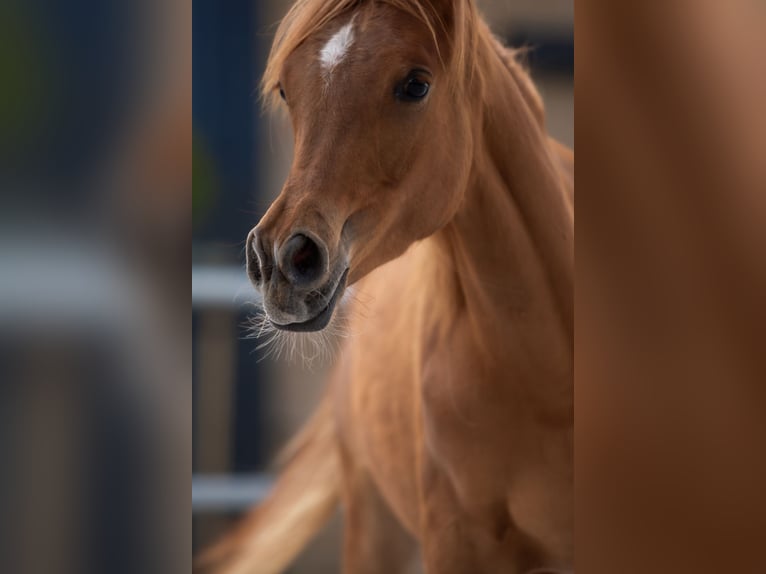 Arabian horses Mare 1 year Chestnut-Red in Przedb&#xF3;rz