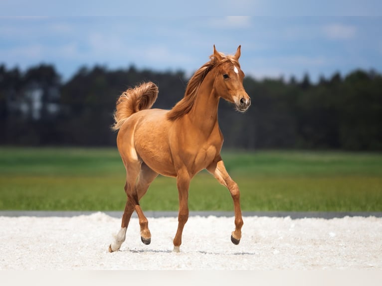Arabian horses Mare 1 year Chestnut-Red in Przedb&#xF3;rz