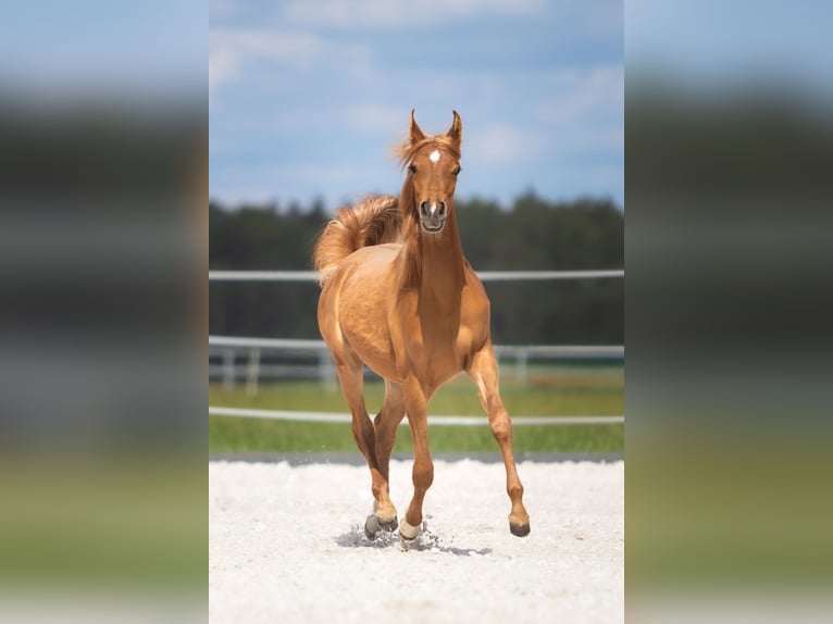 Arabian horses Mare 1 year Chestnut-Red in Przedb&#xF3;rz