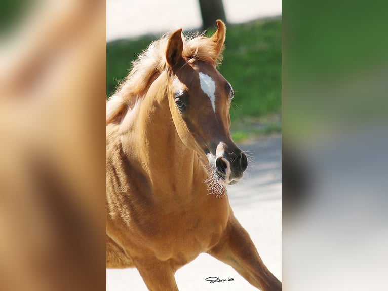 Arabian horses Mare 1 year Chestnut-Red in Wallsee