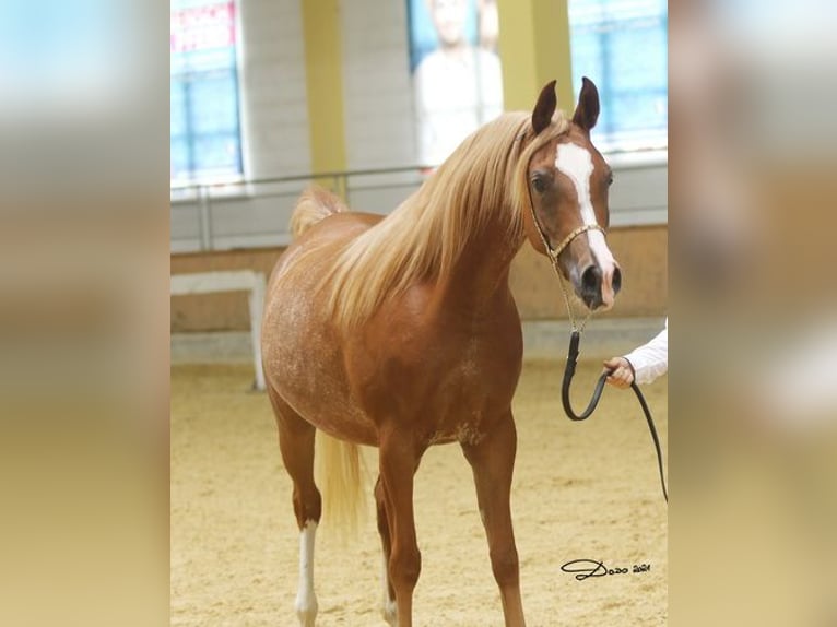 Arabian horses Mare 1 year Chestnut-Red in Wallsee