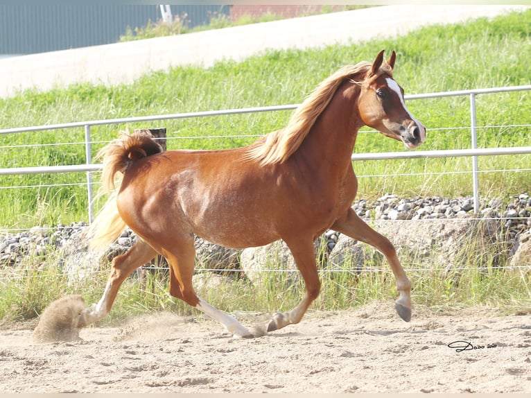 Arabian horses Mare 1 year Chestnut-Red in Wallsee