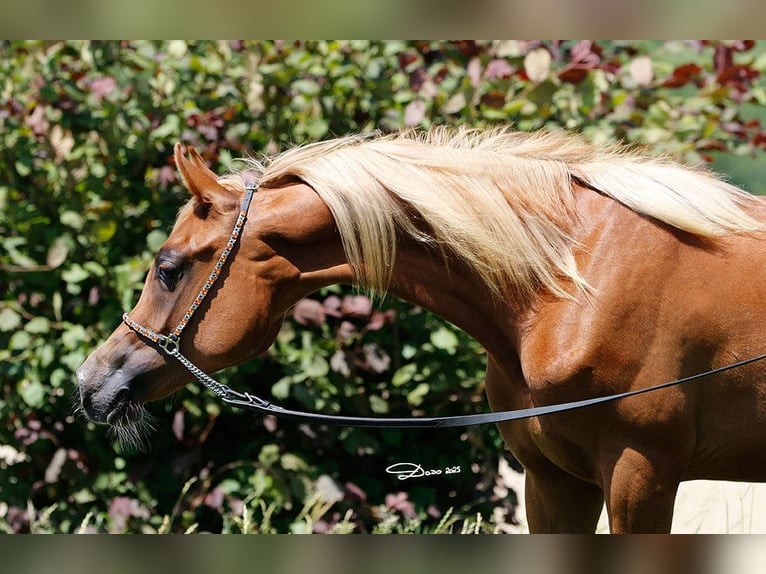 Arabian horses Mare 1 year Chestnut-Red in Wallsee