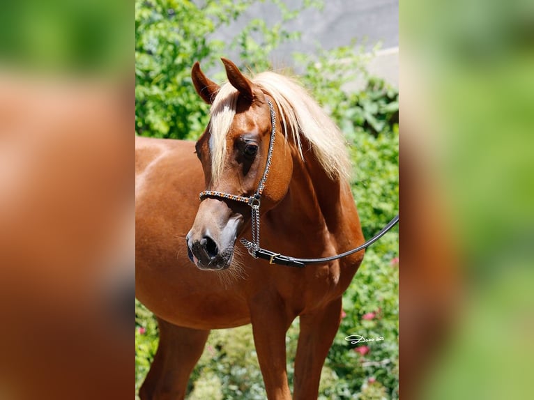 Arabian horses Mare 1 year Chestnut-Red in Wallsee
