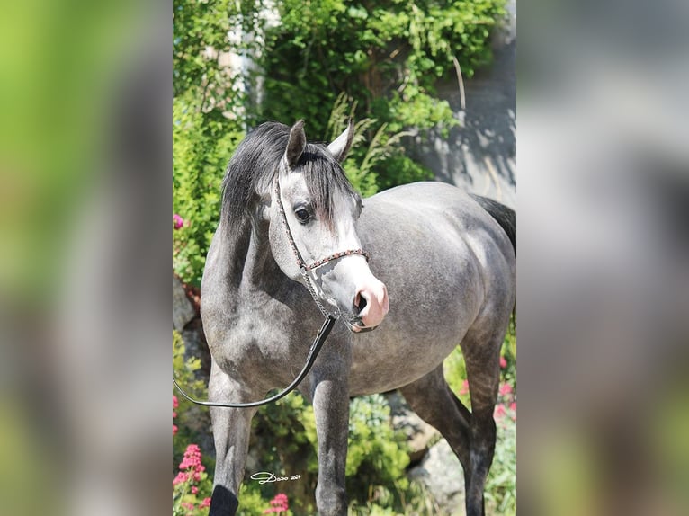 Arabian horses Mare 1 year in Wallsee