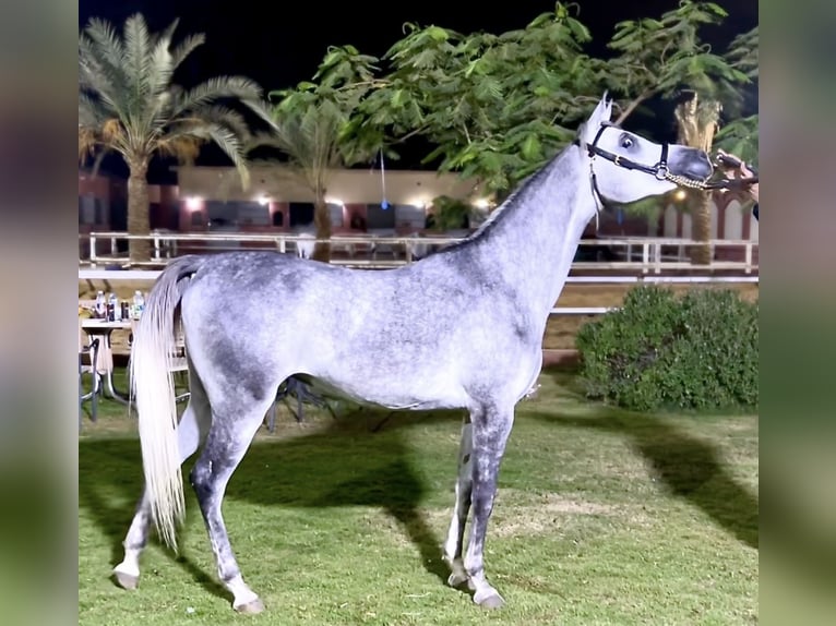 Arabian horses Mare 1 year Gray-Blue-Tan in Giza