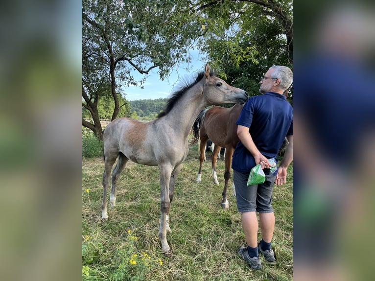 Arabian horses Mare 1 year Gray in Riedlingsdorf