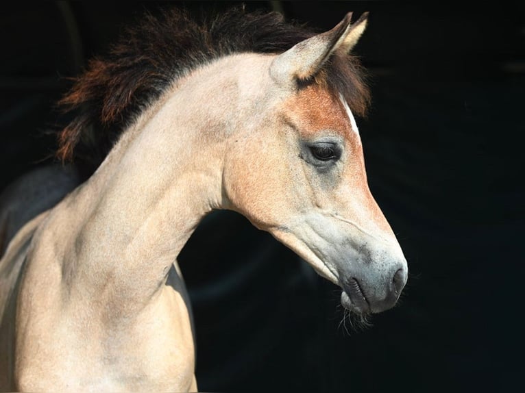 Arabian horses Mare 1 year Gray in Riedlingsdorf