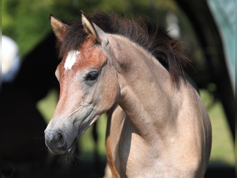 Arabian horses Mare 1 year Gray in Riedlingsdorf