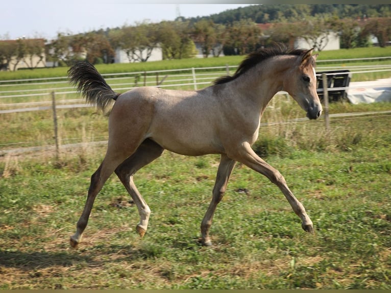 Arabian horses Mare 1 year Gray in Riedlingsdorf