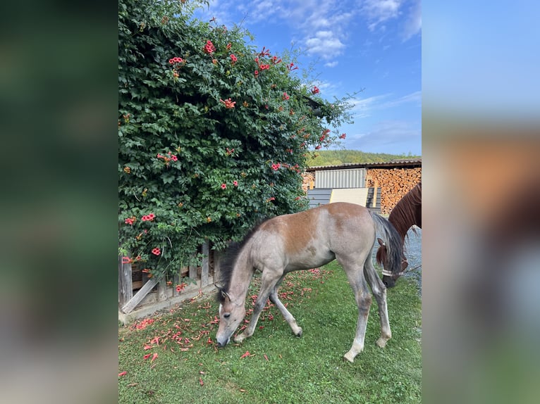 Arabian horses Mare 1 year Gray in Riedlingsdorf