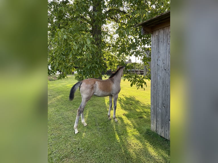 Arabian horses Mare 1 year Gray in Riedlingsdorf