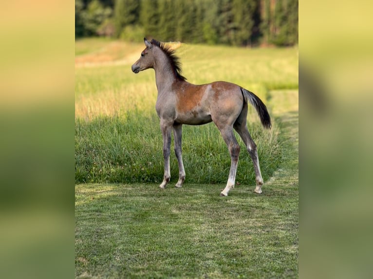 Arabian horses Mare 1 year Gray in Riedlingsdorf