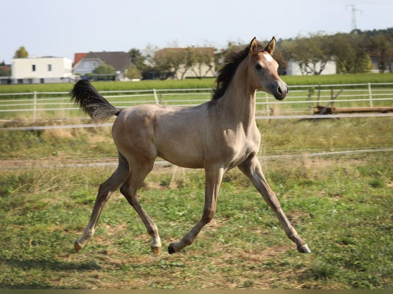 Arabian horses Mare 1 year Gray in Riedlingsdorf