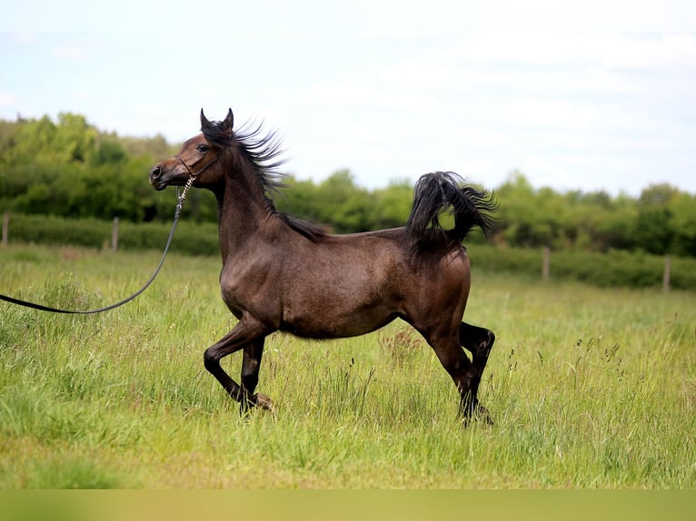 Arabian horses Mare 1 year Gray in Stryków