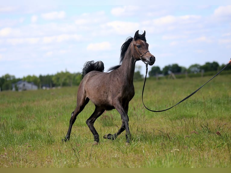 Arabian horses Mare 1 year Gray in Stryków