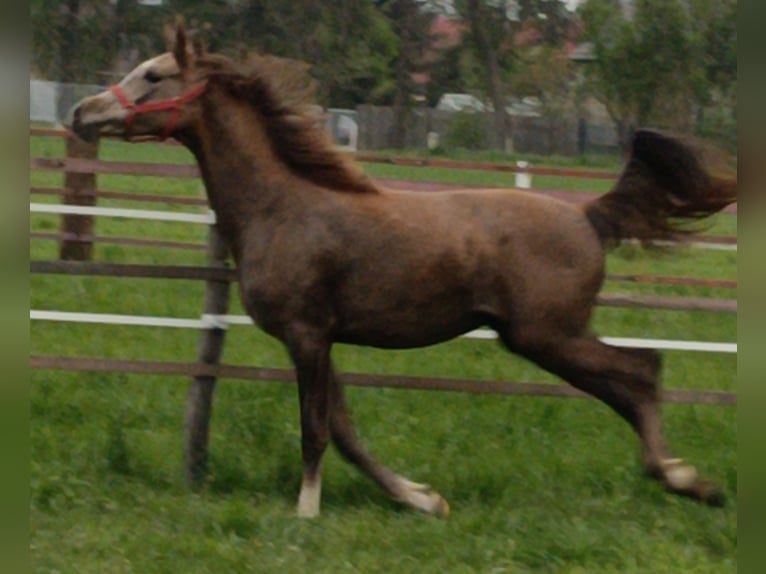 Arabian horses Mare 1 year Gray in Jędrzejów
