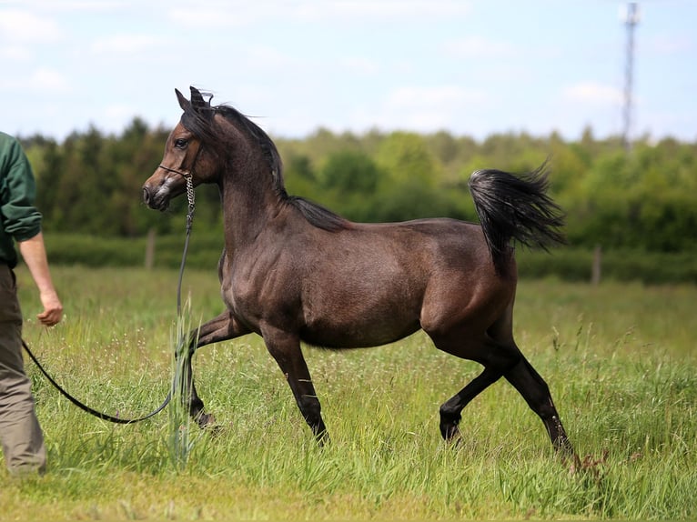 Arabian horses Mare 1 year Gray in Stryk&#xF3;w
