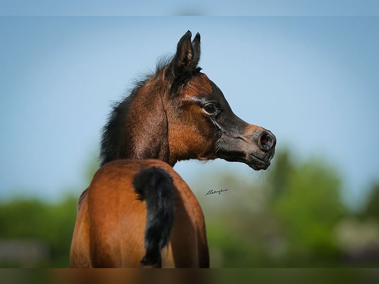 Arabian horses Mare 1 year Gray in Strykow