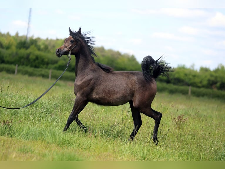 Arabian horses Mare 1 year Gray in Stryk&#xF3;w