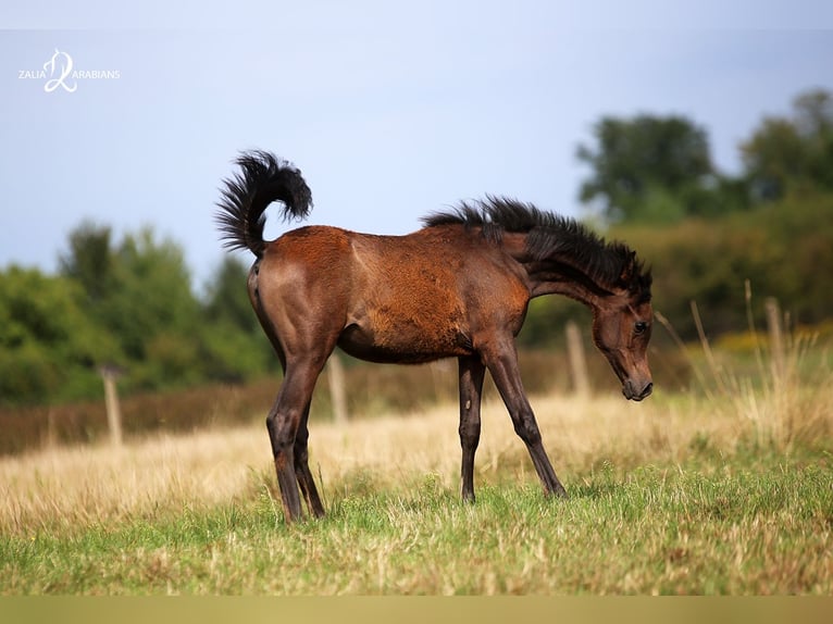 Arabian horses Mare 1 year Gray in Strykow