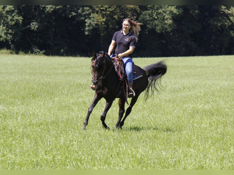 Arabian horses Mare 1 year Gray in Wallsee