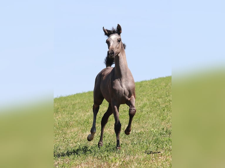 Arabian horses Mare 1 year Gray in Wallsee