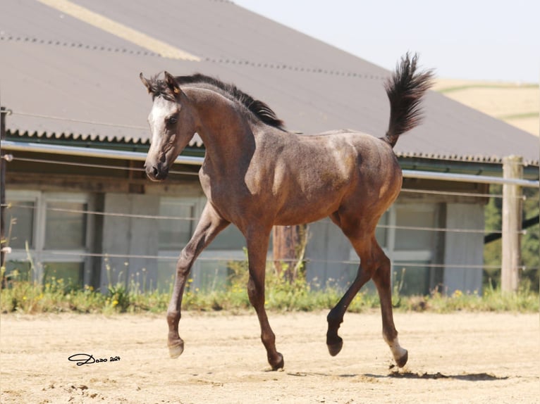 Arabian horses Mare 1 year Gray in Wallsee