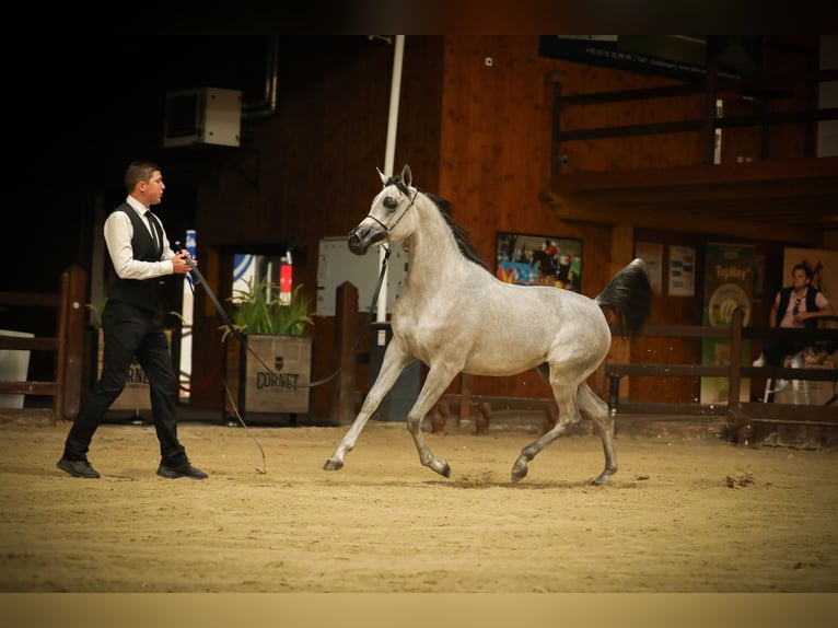 Arabian horses Mare 1 year Gray in Vreden