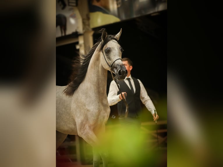 Arabian horses Mare 1 year Gray in Vreden