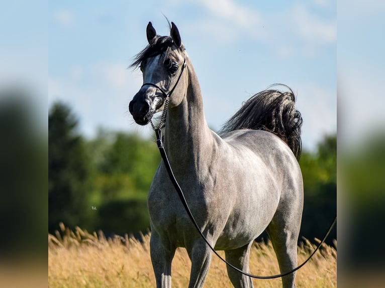 Arabian horses Mare 1 year Gray in Vreden