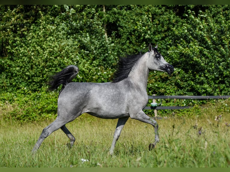 Arabian horses Mare 1 year Gray in Vreden