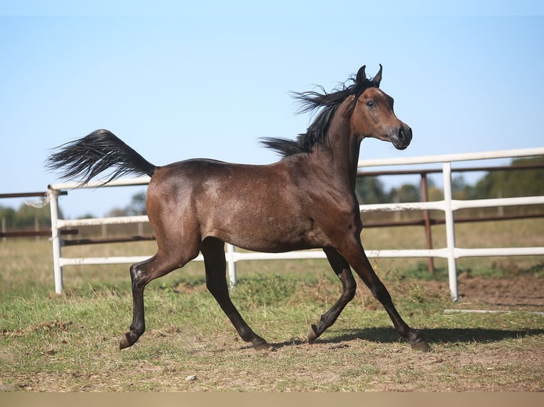 Arabian horses Mare 1 year Grey in Stryk&#xF3;w